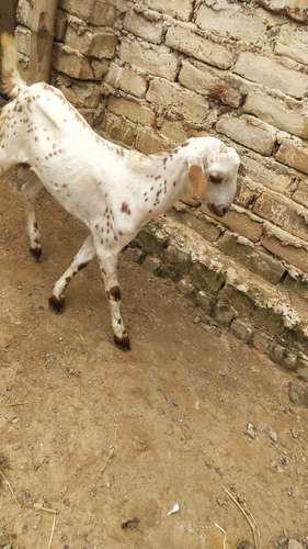 Barbari Goat — photo 3