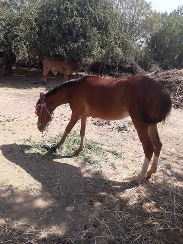 Kathiyawadi horse