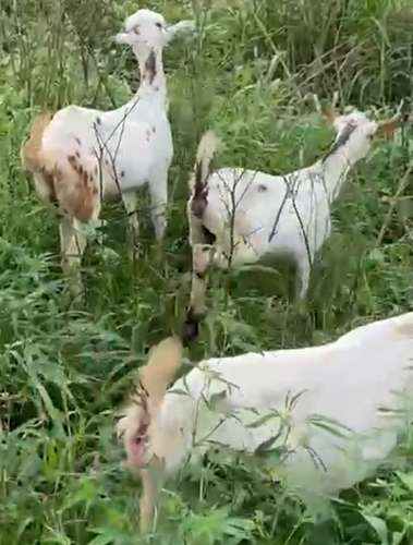 Barbari Goat — photo 2