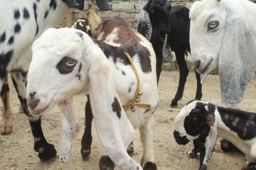 Beetal Pure Goat — photo 2