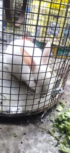 Rabbit — Rabbit, Lucknow, India