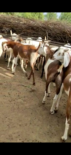 Goat — photo 2