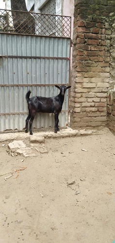 Barbari Female — photo 3