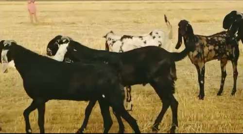 Punjabi Beetal Goat — photo 2