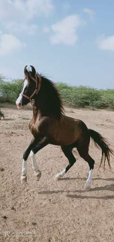 Marwadi & Sindhi Mix Horse — photo 2