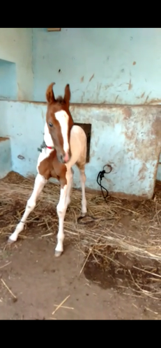 Marwadi Horse — photo 4