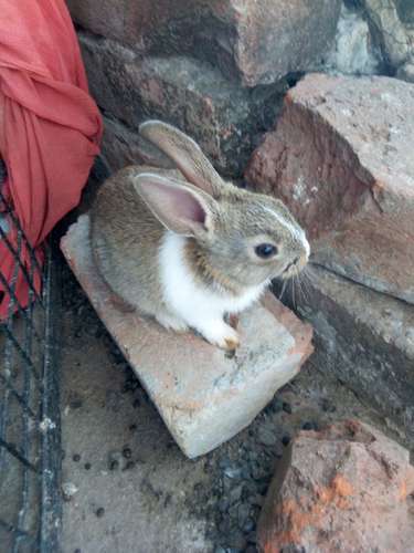 Amazing rabbits — photo 2