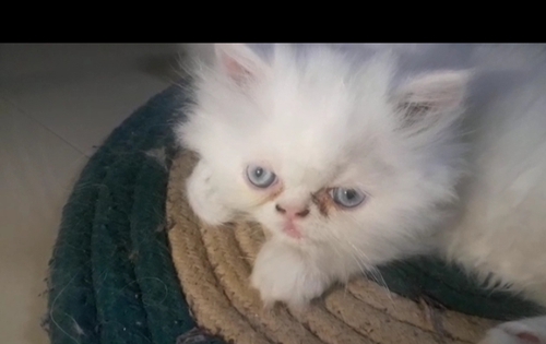 White kitten — photo 2