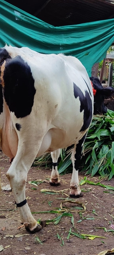 Cow — Cow for sale in Ahmedabad, India