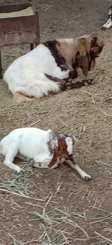Totapuri Goat — photo 3