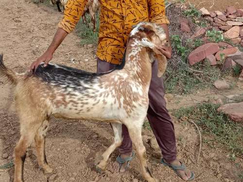 Kota Goat — photo 2