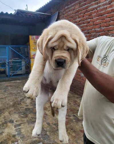 Labrador puppy