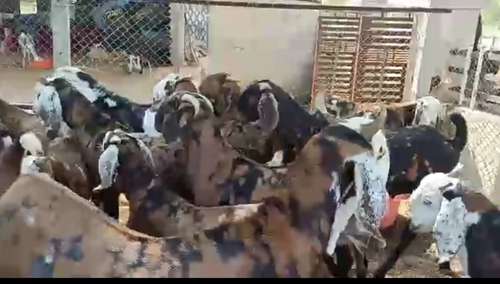 Gujri Goat — photo 4