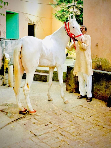 Nukra Horse