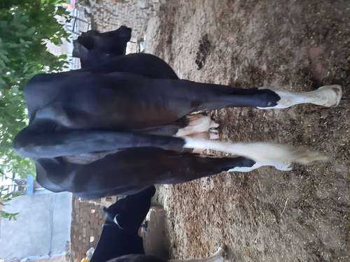 Cow — photo 3