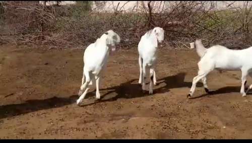 Sojat Goat — photo 4