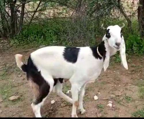 Kota/karoli Goat — photo 3