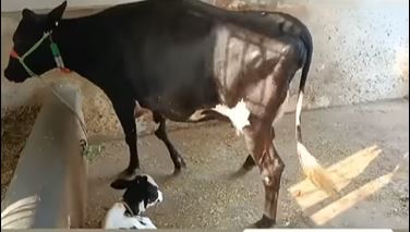 Cow