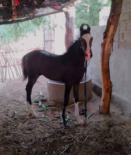 Stallion Youraj Horse — photo 2