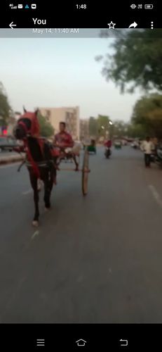 Sindhi horse — photo 4
