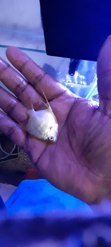 Available many breed fish — photo 3