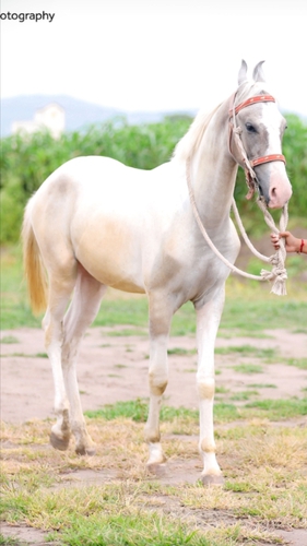 Marwari Horse