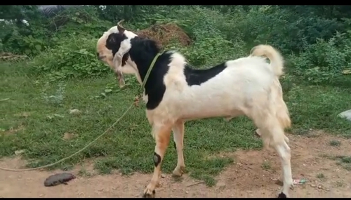 Goat  — photo 5