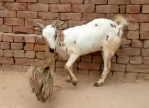 Barbari Goat — photo 2