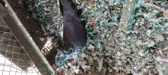 Pigeon — photo 2