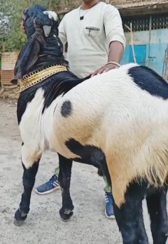 Beetal Goat