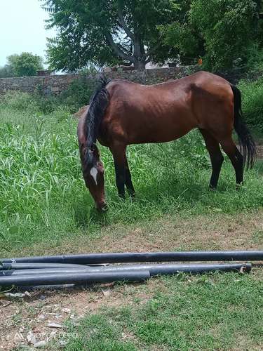 Kathiyawadi Horse 🐴 — photo 4