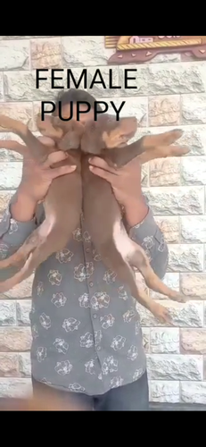 Doberman puppies — photo 2