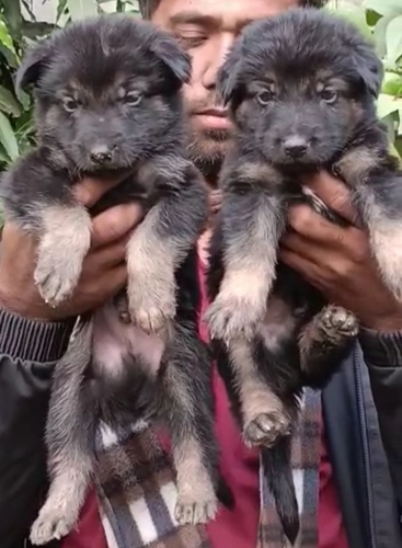 German shepherd