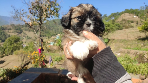 Lhasa apso Puppy