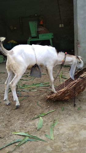 Beetal bakra