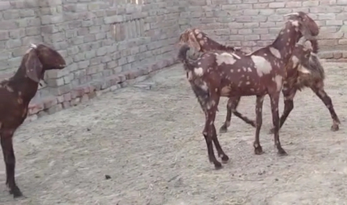 Sirohi Goat — photo 2