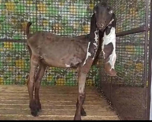 Hydrabadi Goat — photo 4