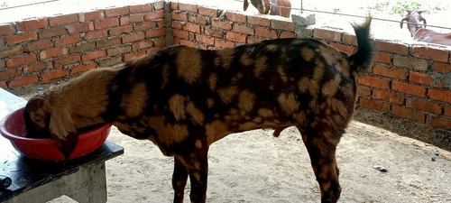 All good Sirohi — photo 4