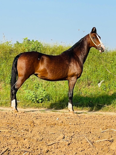 Marwari Horse — photo 3