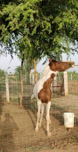 Marwari Horse — photo 5