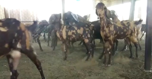 Gujari Goat — photo 2