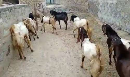 Totapuri Goat — photo 2