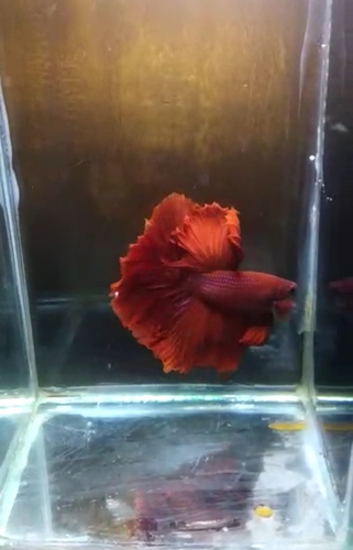 Rostel tel Fish — photo 2