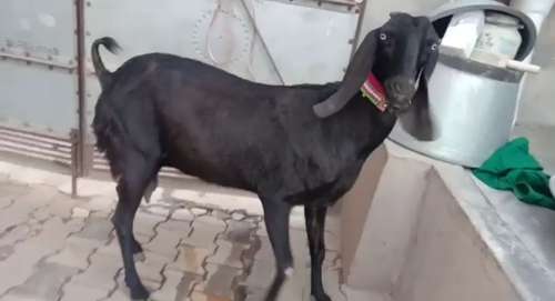 Punjabi Beetal  Female Goat