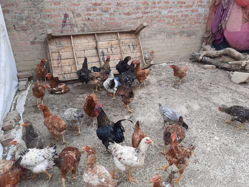 Deshi murgi/murga — photo 2
