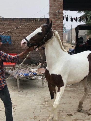 Marwari Horse