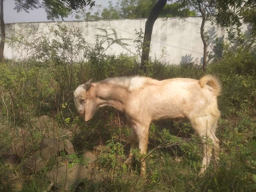 Goat — photo 4