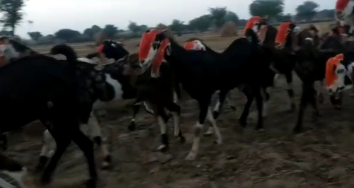 Gujari Goat