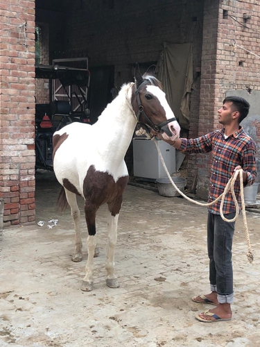 Marwari Horse — photo 5