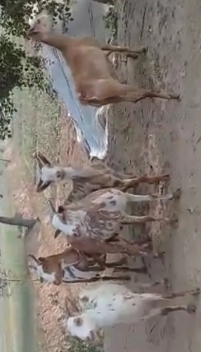 Barbari Goat